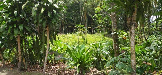 Pekarangan asri manisrenggo