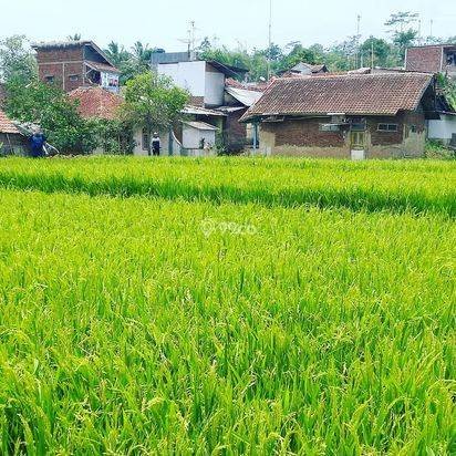 Tanah sawah cimaragas cilawu kab. Garut