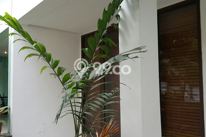 Rumah sewa siap huni 3 Kamar Tidur di Kayu Putih, Jakarta Timur Rumah sewa siap huni 3 Kamar Tidur di Kayu Putih, Jakarta Timur