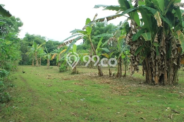 Tanah Strategis Dijual di Gerokgak Buleleng 35000m2 Tanah Strategis Dijual di Gerokgak Buleleng 35000m2