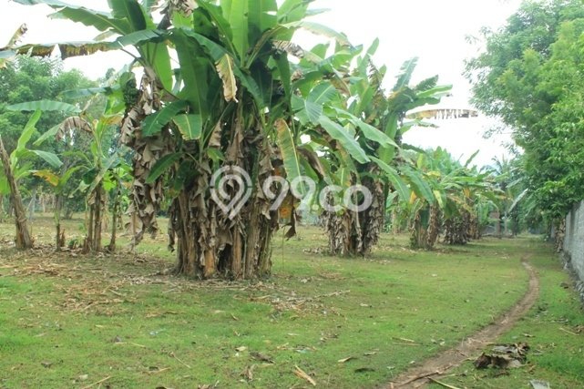 Tanah Strategis Dijual di Gerokgak Buleleng 35000m2 Tanah Strategis Dijual di Gerokgak Buleleng 35000m2
