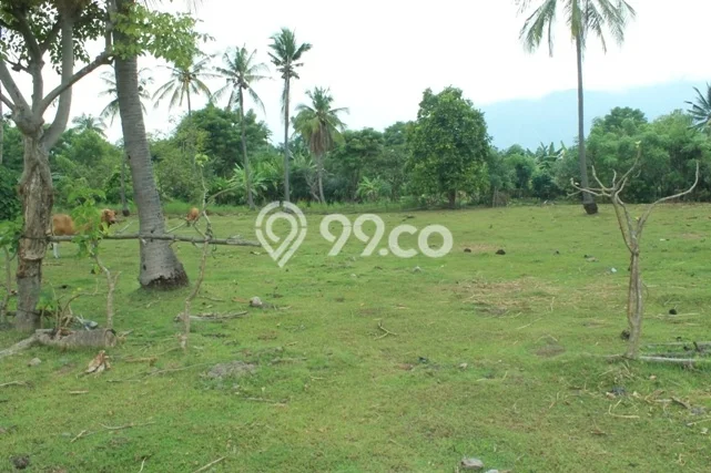 Tanah Strategis Dijual di Gerokgak Buleleng 35000m2 Tanah Strategis Dijual di Gerokgak Buleleng 35000m2