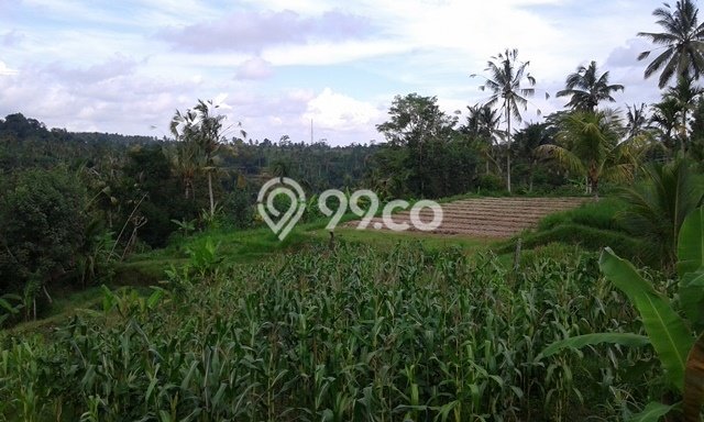 Lahan Kosong Dijual di Payangan, Gianyar, Luas 14300m2 Area Strategis Lahan Kosong Dijual di Payangan, Gianyar, Luas 14300m2 Area Strategis