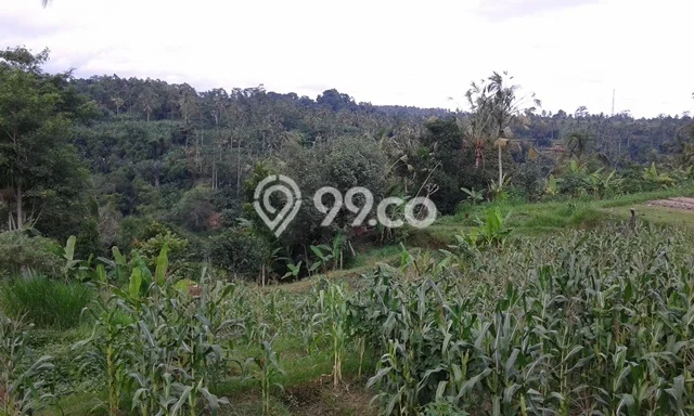 Lahan Kosong Dijual di Payangan, Gianyar, Luas 14300m2 Area Strategis Lahan Kosong Dijual di Payangan, Gianyar, Luas 14300m2 Area Strategis