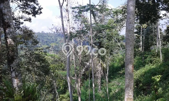 Tanah untuk Dijual di Payangan Gianyar Luas 58793m2 Tanah untuk Dijual di Payangan Gianyar Luas 58793m2