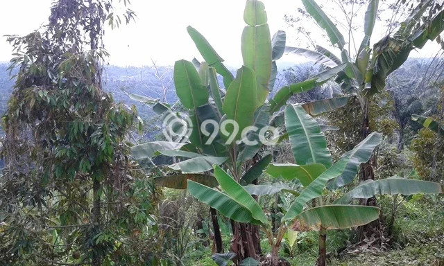 Tanah untuk Dijual di Payangan Gianyar Luas 58793m2 Tanah untuk Dijual di Payangan Gianyar Luas 58793m2