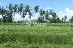 Tanah Kavling Dijual di Sanur, Denpasar dengan Luas Tanah 4300m2 Tanah Kavling Dijual di Sanur, Denpasar dengan Luas Tanah 4300m2
