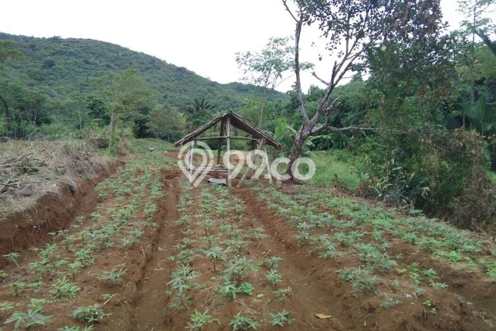 Lahan Strategis di Ciampea Dijual dengan Luas 5000m2 Lahan Strategis di Ciampea Dijual dengan Luas 5000m2