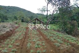 Untuk Dijual Tanah di Ciampea Bogor Luas 5000m2 SHM Untuk Dijual Tanah di Ciampea Bogor Luas 5000m2 SHM