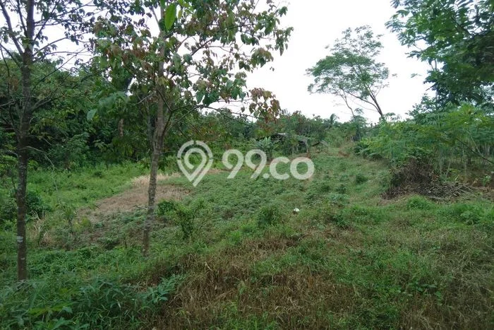 Lahan Strategis di Ciampea Dijual dengan Luas 5000m2 Lahan Strategis di Ciampea Dijual dengan Luas 5000m2