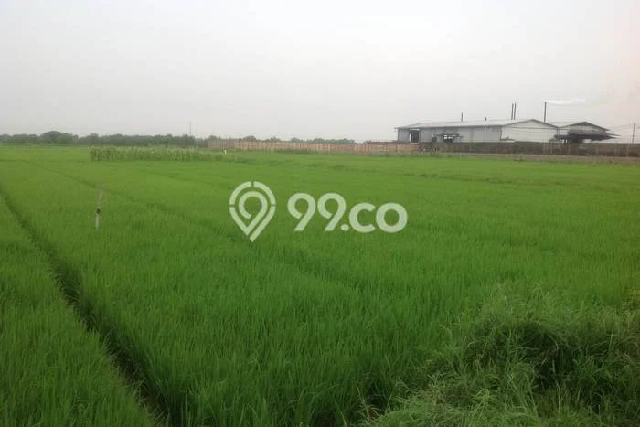 Tanah Dijual Lokasi Balongpanggang Gresik SHM Tanah Dijual Lokasi Balongpanggang Gresik SHM