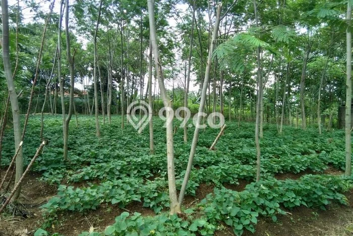 Lahan Dijual Lokasi Dramaga, Bogor dengan Luas Tanah 2000m2 dan Status SHM Lahan Dijual Lokasi Dramaga, Bogor dengan Luas Tanah 2000m2 dan Status SHM