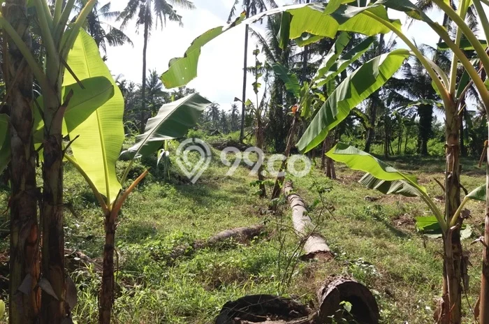 Tanah Disewakan Lokasi Gianyar Seluas 1700m2 Strategis dan Aman Tanah Disewakan Lokasi Gianyar Seluas 1700m2 Strategis dan Aman