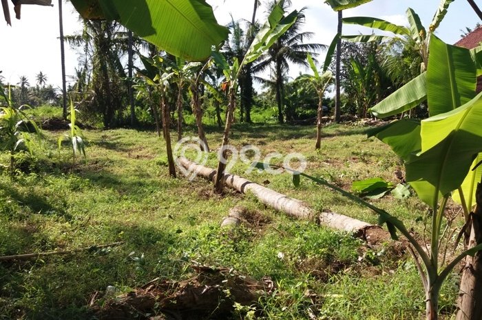 Tanah Disewakan Lokasi Gianyar Seluas 1700m2 Strategis dan Aman Tanah Disewakan Lokasi Gianyar Seluas 1700m2 Strategis dan Aman