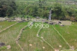 Tanah di Tenjolaya, Bogor Luas 5000m2 Dijual Segera Tanah di Tenjolaya, Bogor Luas 5000m2 Dijual Segera