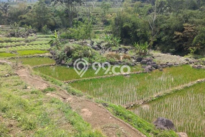 Tanah di Tenjolaya, Bogor Luas 5000m2 Dijual Segera Tanah di Tenjolaya, Bogor Luas 5000m2 Dijual Segera