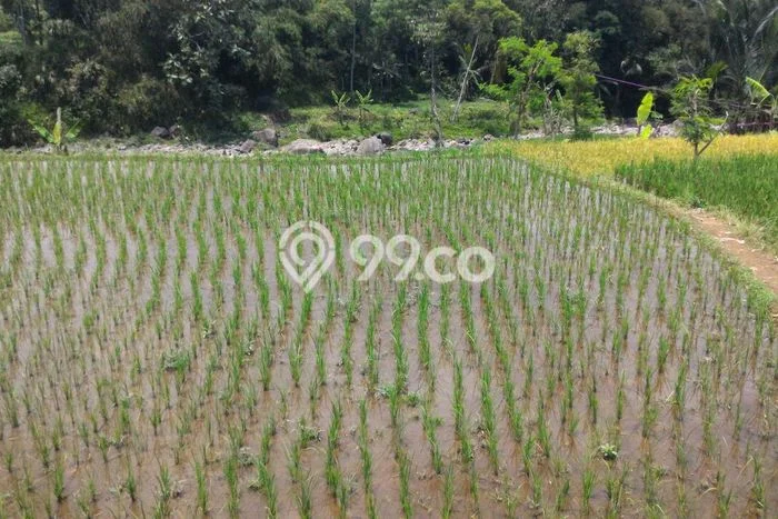 Tanah di Tenjolaya, Bogor Luas 5000m2 Dijual Segera Tanah di Tenjolaya, Bogor Luas 5000m2 Dijual Segera