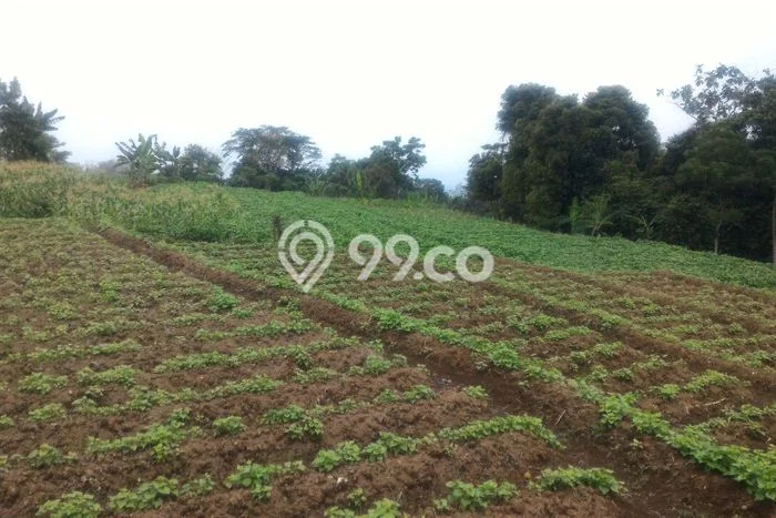 Tanah di Tenjolaya, Bogor Luas 2000m2 Dijual Segera Tanah di Tenjolaya, Bogor Luas 2000m2 Dijual Segera