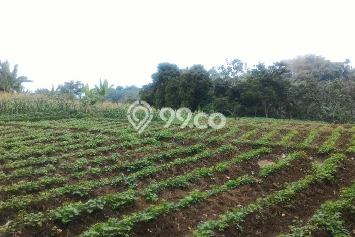 Tanah di Tenjolaya, Bogor Luas 2000m2 Dijual Segera Tanah di Tenjolaya, Bogor Luas 2000m2 Dijual Segera