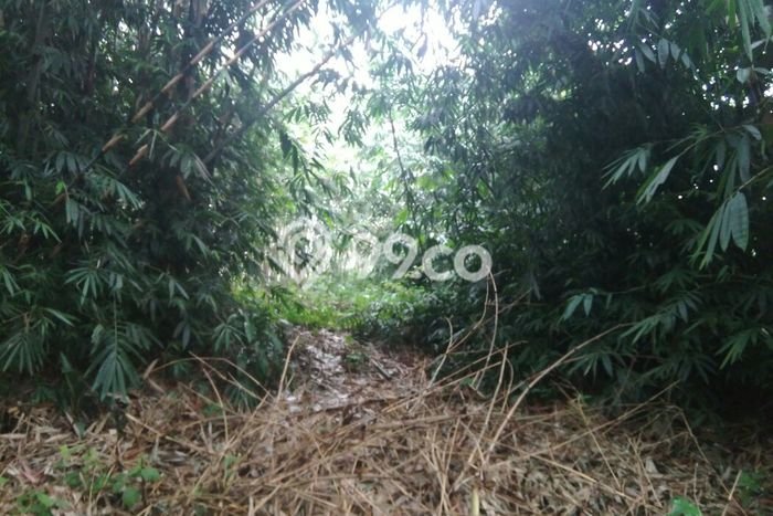 Tanah Kawasan Ciampea, Luas 5570m², Dekat Jalan Utama Tanah Kawasan Ciampea, Luas 5570m², Dekat Jalan Utama