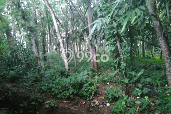 Tanah Kawasan Ciampea, Luas 5570m², Dekat Jalan Utama Tanah Kawasan Ciampea, Luas 5570m², Dekat Jalan Utama