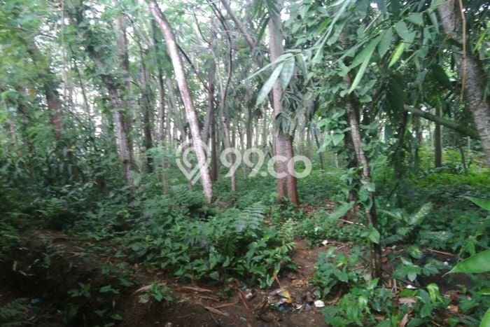 Tanah Kawasan Ciampea, Luas 5570m², Dekat Jalan Utama Tanah Kawasan Ciampea, Luas 5570m², Dekat Jalan Utama