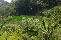 Tanah Kawasan Tapos, Luas 20000m², Area Strategis, Lingkungan Asri, Kontur Datar Tanah Kawasan Tapos, Luas 20000m², Area Strategis, Lingkungan Asri, Kontur Datar