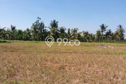 Tanah Kavling Dijual di Tabanan dengan Spesifikasi 1000m2 Tanah Kavling Dijual di Tabanan dengan Spesifikasi 1000m2