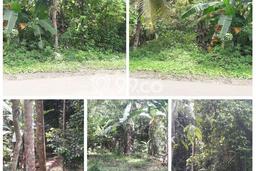 Tanah untuk Dijual Lokasi Cinangka, Serang Luas 2370m2 SHM Tanah untuk Dijual Lokasi Cinangka, Serang Luas 2370m2 SHM