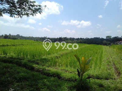 Kavling Tanah Dijual di Kerambitan, Tabanan, Luas 2800m2 Area Strategis Kavling Tanah Dijual di Kerambitan, Tabanan, Luas 2800m2 Area Strategis