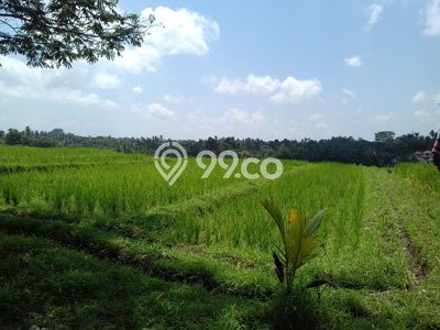 Kavling Tanah Dijual di Kerambitan, Tabanan, Luas 2800m2 Area Strategis Kavling Tanah Dijual di Kerambitan, Tabanan, Luas 2800m2 Area Strategis