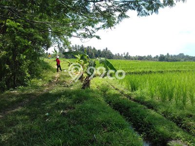 Kavling Tanah Dijual di Kerambitan, Tabanan, Luas 2800m2 Area Strategis Kavling Tanah Dijual di Kerambitan, Tabanan, Luas 2800m2 Area Strategis