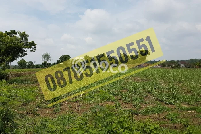Tanah Kavling untuk Dijual di Tikung Lamongan 5000m2 Tanah Kavling untuk Dijual di Tikung Lamongan 5000m2