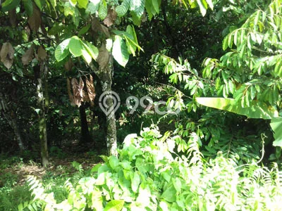 HARGA TERBAIK! Tanah Kawasan Bajera, Luas 5700m², Akses Jalan Raya, Cocok untuk Investasi HARGA TERBAIK! Tanah Kawasan Bajera, Luas 5700m², Akses Jalan Raya, Cocok untuk Investasi