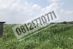 Tanah Kavling untuk Dijual di Jetis Mojokerto 120000m2 Tanah Kavling untuk Dijual di Jetis Mojokerto 120000m2