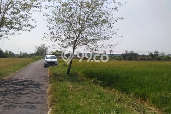 Jarang Ada! Tanah di Wonosari Punya Luas 3155m2 SHM Jarang Ada! Tanah di Wonosari Punya Luas 3155m2 SHM