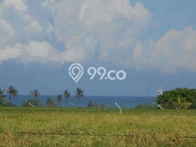 Tanah Kavling untuk Dijual di Kerambitan Tabanan 2000m2 Tanah Kavling untuk Dijual di Kerambitan Tabanan 2000m2