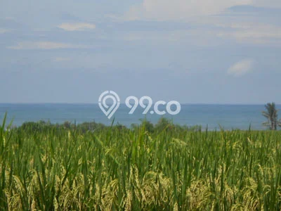 Tanah Kavling untuk Dijual di Kerambitan Tabanan 2000m2 Tanah Kavling untuk Dijual di Kerambitan Tabanan 2000m2