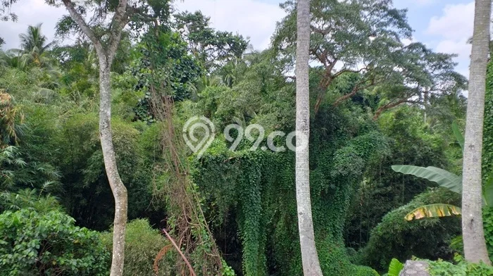 Sangat Dicari! Lahan Kosong Disewakan di Ubud, Gianyar Sangat Dicari! Lahan Kosong Disewakan di Ubud, Gianyar