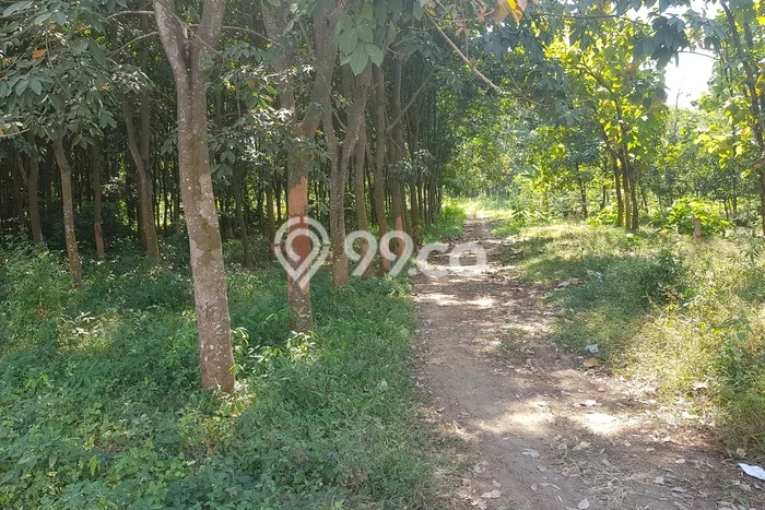 Tanah Komersial Dijual di Gringsing Batang 28270m2 Tanah Komersial Dijual di Gringsing Batang 28270m2