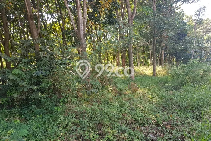 Tanah Komersial Dijual di Gringsing Batang 28270m2 Tanah Komersial Dijual di Gringsing Batang 28270m2