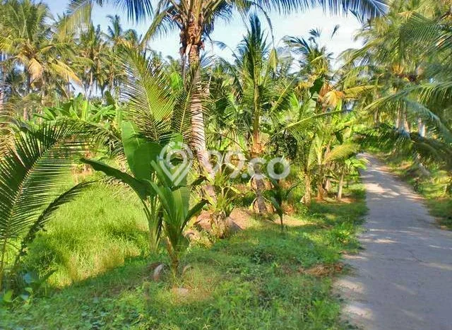 Dijual Tanah 1735m2 di Saba, Gianyar Dijual Tanah 1735m2 di Saba, Gianyar