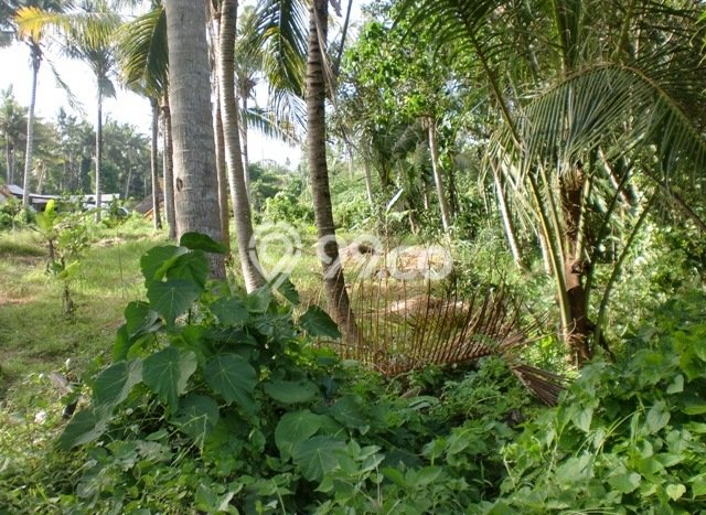 Tanah Dijual Area Strategis di Saba Gianyar 1600m2 Tanah Dijual Area Strategis di Saba Gianyar 1600m2