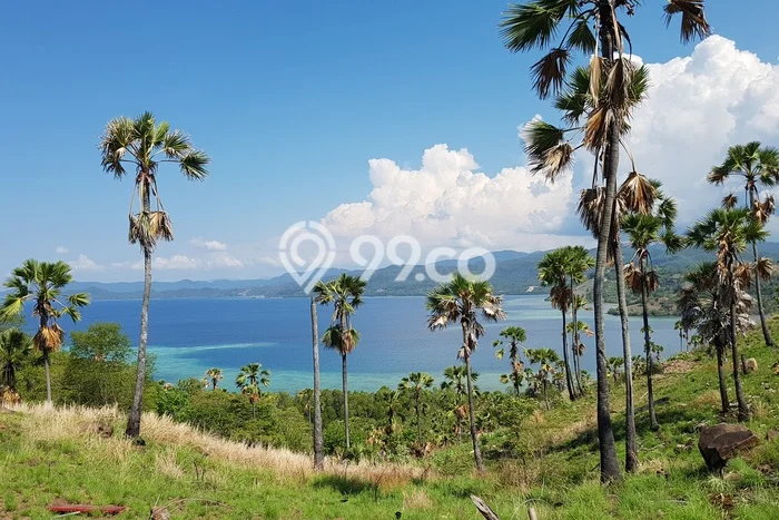 Tanah Kavling Dijual di Labuan Bajo, Manggarai Barat dengan Luas Tanah 1m2 Tanah Kavling Dijual di Labuan Bajo, Manggarai Barat dengan Luas Tanah 1m2