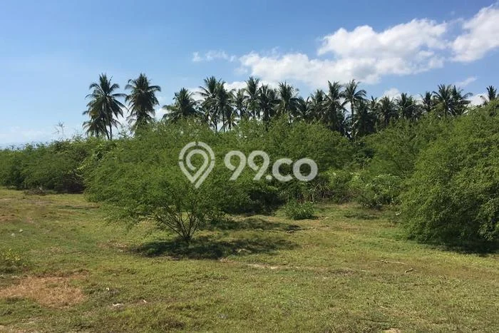 Kavling Tanah Dijual di Gerokgak Buleleng Spesifikasi 78000m2 Kavling Tanah Dijual di Gerokgak Buleleng Spesifikasi 78000m2