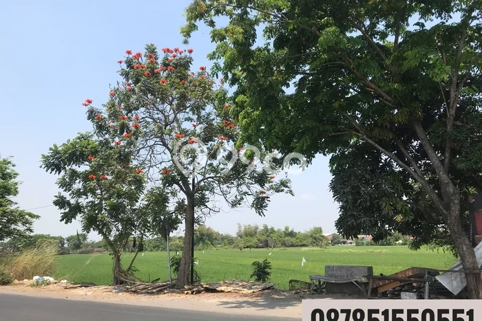 Lahan Kosong Dijual di Candi, Sidoarjo, Luas 45000m2 Area Strategis Lahan Kosong Dijual di Candi, Sidoarjo, Luas 45000m2 Area Strategis