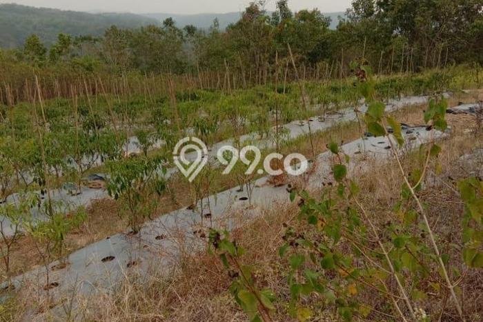 Tanah di Penajam, Luas 120000m², Area Strategis, Potensi Bagus Tanah di Penajam, Luas 120000m², Area Strategis, Potensi Bagus