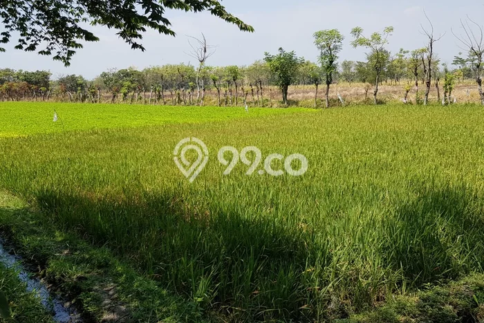 Tanah untuk Dijual di Kraton Pasuruan Luas 6350m2 Tanah untuk Dijual di Kraton Pasuruan Luas 6350m2