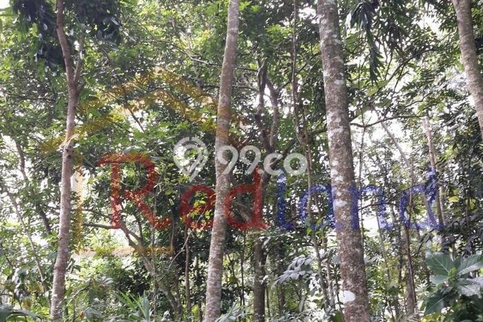 Tanah Kavling Dijual di Boja, Semarang dengan Luas Tanah 823m2 Tanah Kavling Dijual di Boja, Semarang dengan Luas Tanah 823m2