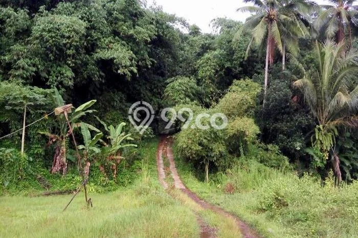 Untuk Dijual Tanah di Ciampea Bogor Luas 9538m2 SHM Untuk Dijual Tanah di Ciampea Bogor Luas 9538m2 SHM